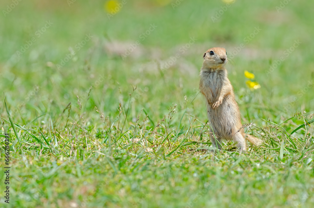 Baby ground squirrel standing. Cute funny animal ground squirrel. Green nature background. Baby ground squirrel standing. Cute funny animal ground squirrel. Green nature background.