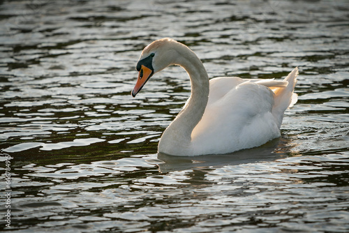 Mute Swan (Cygnus olor) floating on water with backlight. Gelderland in the Netherlands. 