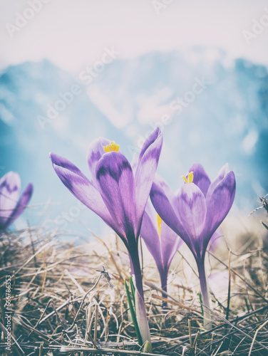 A bouquet of Crocus heuffelianus or Crocus vernus (spring crocus, giant crocus) purple flowers on the mountain pasture and the snowy peaks of Carpathian Mountains in the background.