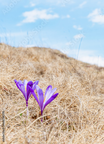 A bouquet of Crocus heuffelianus or Crocus vernus (spring crocus, giant crocus) purple flowers on the mountain pasture and the smowy pwaks of Carpathian Mountains in Romania. photo