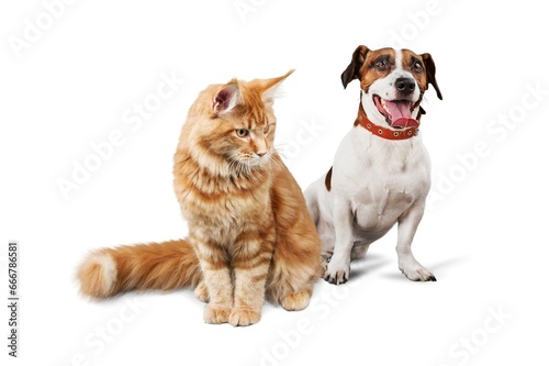 Cute smart dog and cat. Pet concept