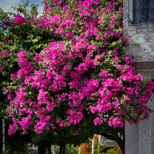 street flowers