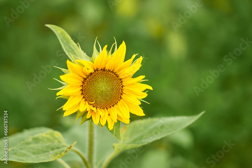 Orange sunflower with blurred background.