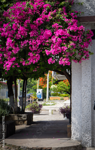 Fototapeta Naklejka Na Ścianę i Meble -  street flowers