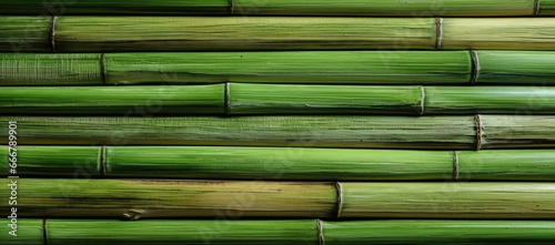 A textured background adorned with the green bamboo s texture