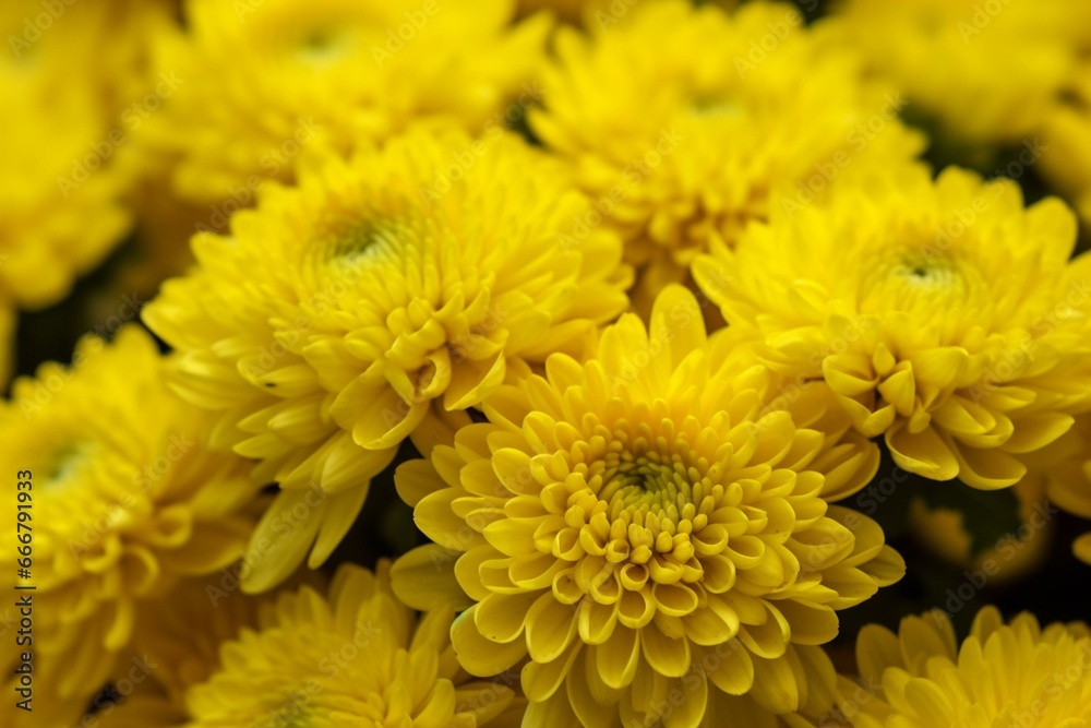 Bright yellow chrysanthemum flowers. Generative AI