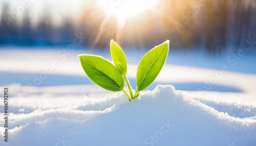 A little plant is growing in the morning sun after the snow melted