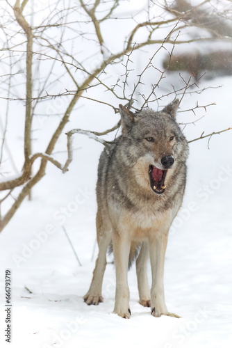 Gray wolf  Canis lupus  yawning