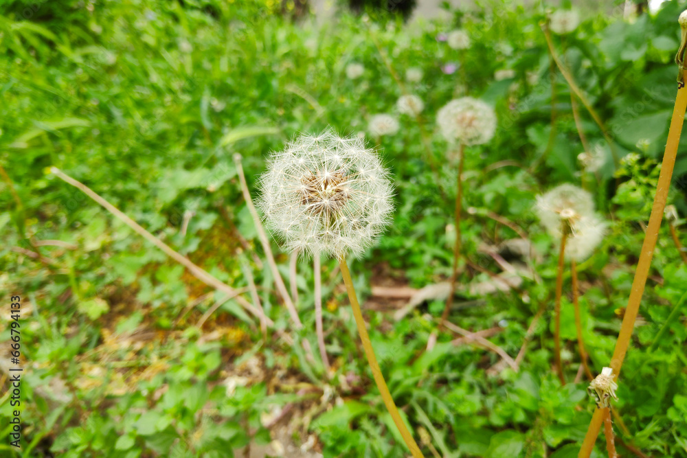 Dandelion seed head Dandelion seed head