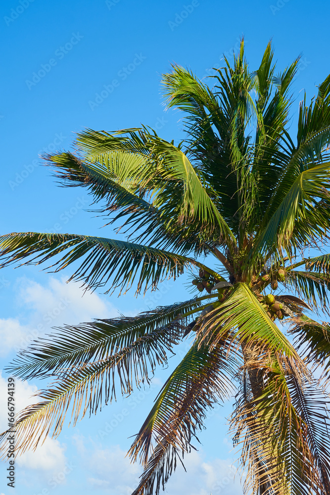 A tropical palm tree with coconuts in the sun with a blue sky in the background.