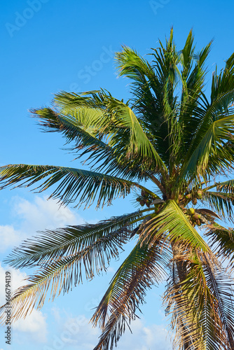 A tropical palm tree with coconuts in the sun with a blue sky in the background.