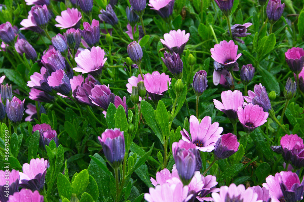 Group of purple daisies Group of purple daisies