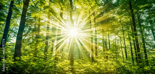 Beautiful forest with bright sun shining through the trees. Scenic forest of trees framed by leaves, with the sun casting its warm rays through the foliage at sunset photo