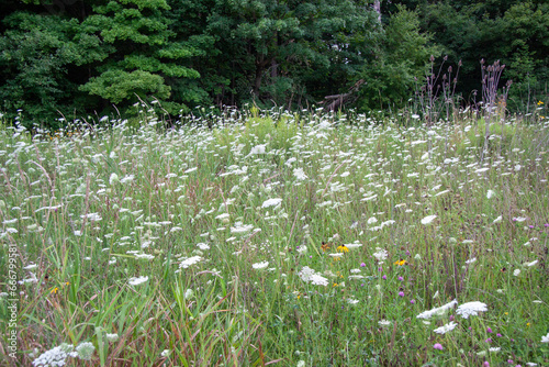 Field of white flowers in the summertime
