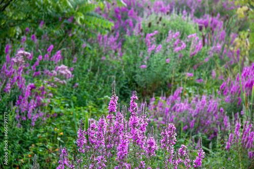 Vibrant field of horay vervain flowers