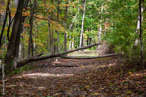 Fallen tree in a forest path