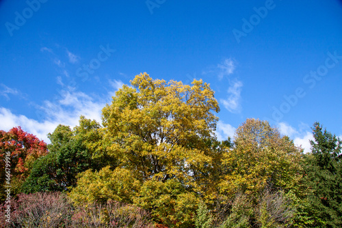 Vibrant tree striking against the summer sky