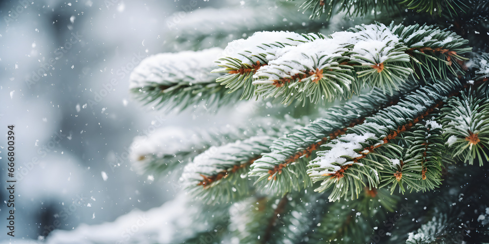 Close up background of fir green branches with snow. Christmas or winter banner.