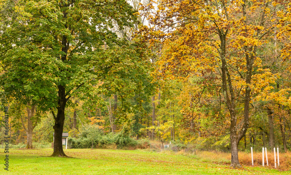 Naklejka premium Two trees next to each other green and yellow at Sourland Mountain Preserve in New Jersey