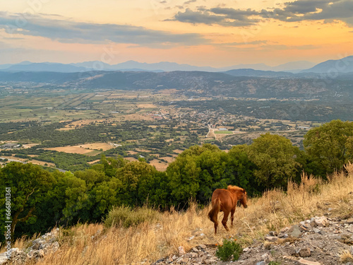 Beautiful horse on a side of a hill  with farmland behind it during sunset.