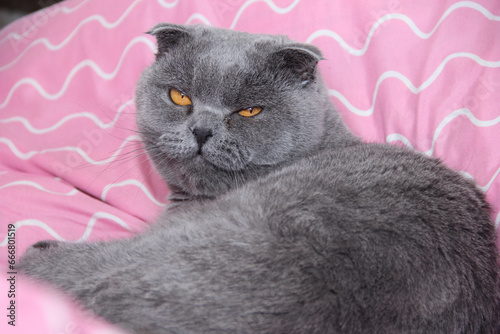 Fototapeta Naklejka Na Ścianę i Meble -  A fat gray cat. Fat cat close-up on pink background. The Scottish fold breed.