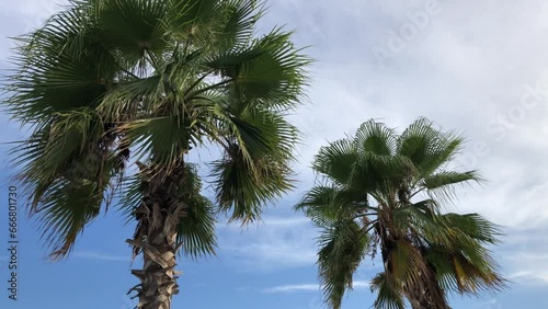 Wallpaper Mural Wind at a beach. Palm or coconut trees isolated with sky background, View on beach, Amazing and beautiful beach and palm trees view Torontodigital.ca