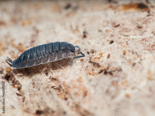 Porcellio scaber