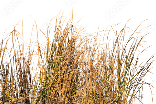 Dry golden grass isolated on white background