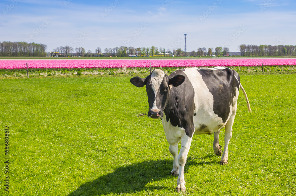 Dutch Holstein cow at the tulip fields in Noordoostpolder, Netherlands Dutch Holstein cow at the tulip fields in Noordoostpolder, Netherlands