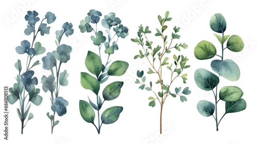 Vector elements set collection of tropical green eucalyptus in Watercolor style. 
