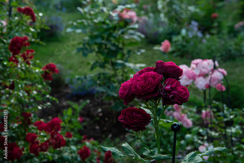 Beautiful roses Astrid Grafin von Hardenberg photo