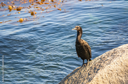 Brandt's Cormorant (Phalacrocorax penicillatus) stands on a rock near the ocean. photo