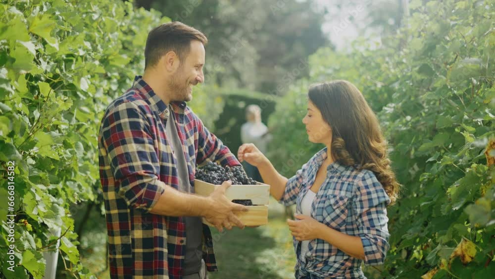 Beautiful happy young couple talking while standing in rows of vine with box of grapes in their hands Beautiful happy young couple talking while standing in rows of vine with box of grapes in their hands