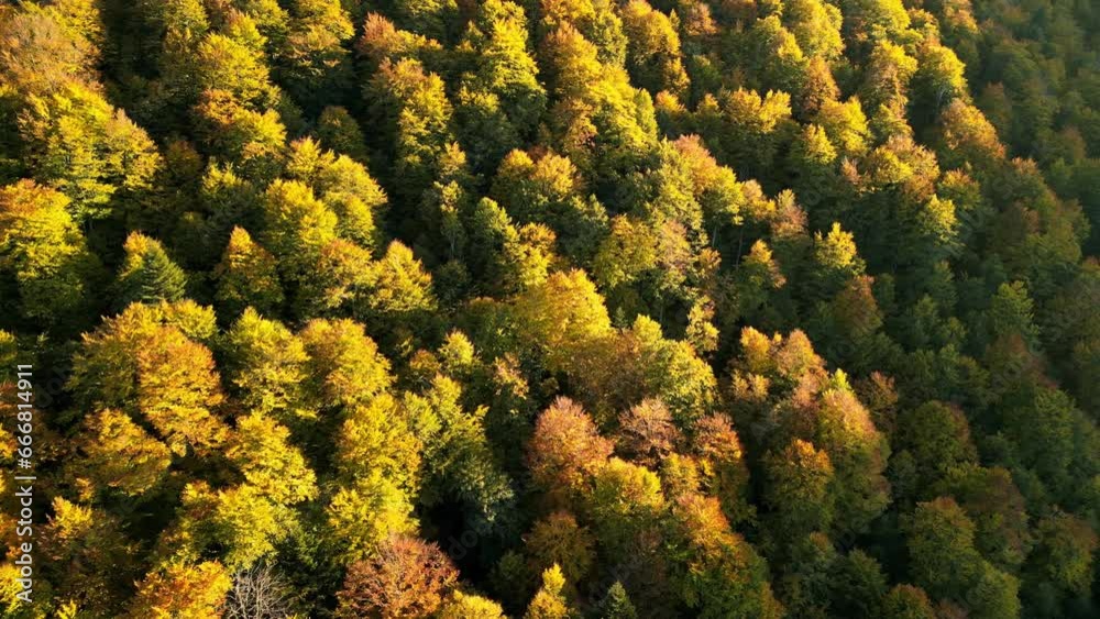 Drone flying over the colorful woods in the Carpathian mountains on a sunny fall evening. Picturesque autumn forest with colorful trees. Autumn mountain landscape. Green, red and yellow trees. Drone flying over the colorful woods in the Carpathian mountains on a sunny fall evening. Picturesque autumn forest with colorful trees. Autumn mountain landscape. Green, red and yellow trees.