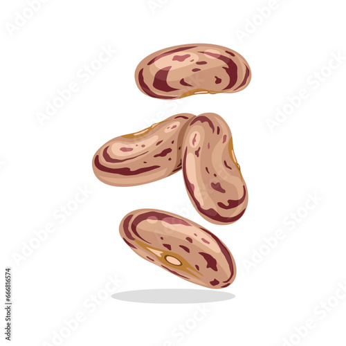 Vector illustration, pinto beans, scientific name Phaseolus vulgaris Pinto Group, isolated on white background.