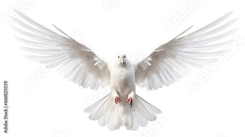 Beautiful Flying white dove isolated on a white background. AI generated image © prastiwi