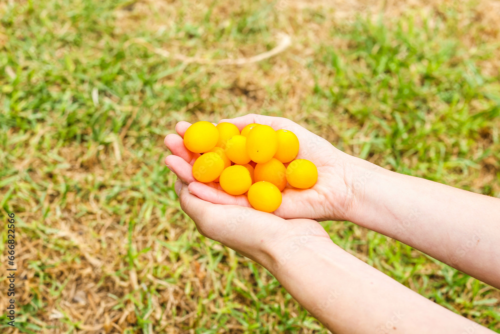 Hand holding yellow cherry tomatoes in the garden. female hands, organic food. Hand holding yellow cherry tomatoes in the garden. female hands, organic food.