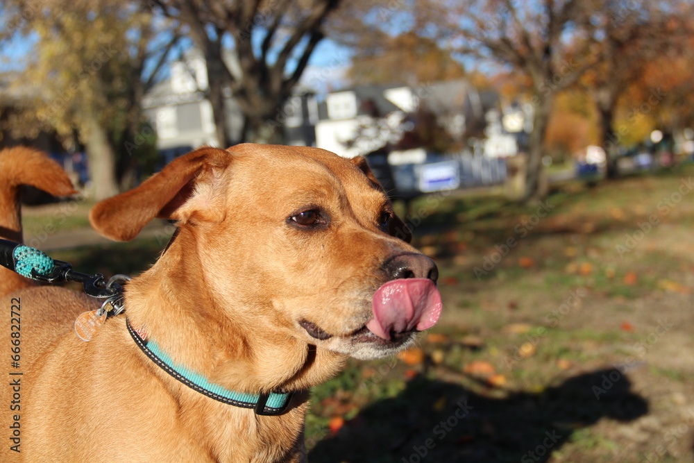 Dog - tongue out Dog - tongue out
