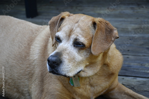 Mix breed dog - 34% American Pitbull Terrier, 13% Cocker Spaniel, 9% Boxer, 6% Siberian Husky, 6% Chihuahua, 5% Beagle, 4% German Shepherd, 4% Chinese Sharpei, 3% American Staffordshire, & 3% Collie photo