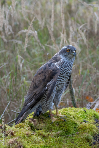 Peregrine Falcon (Falco Peregrinus) Perched on Branch in Front of Pine Trees-Shallow Depth of Field