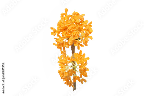 flowers of Sweet Osmanthus isolated on a white background