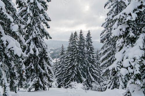 Pine trees covered in snow