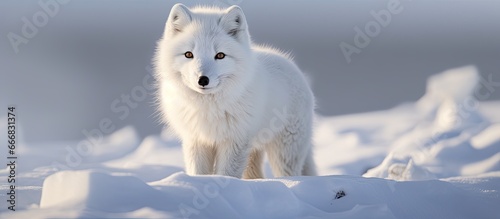 White Arctic fox camouflages in snowy tundra © AkuAku