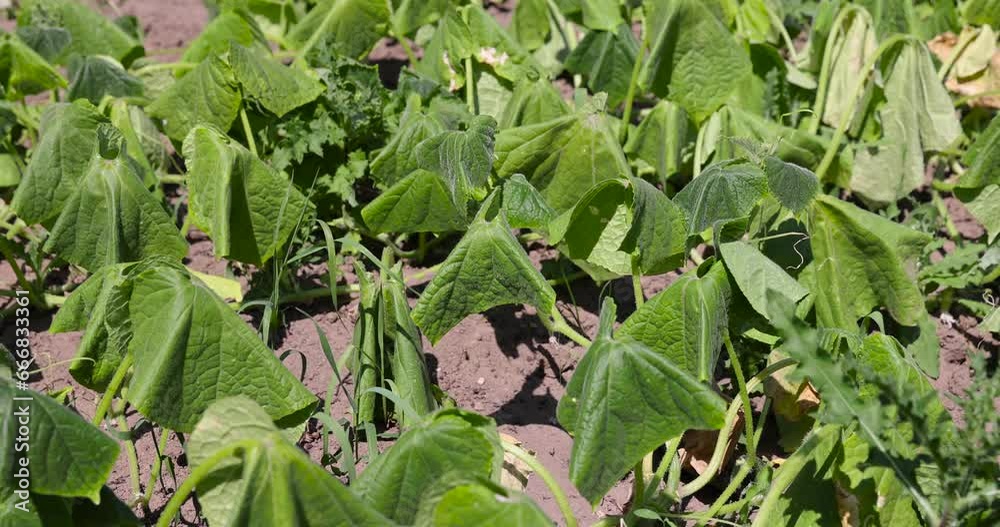 green foliage of cucumbers in the summer, green cucumbers growing in the field in sunny weather green foliage of cucumbers in the summer, green cucumbers growing in the field in sunny weather