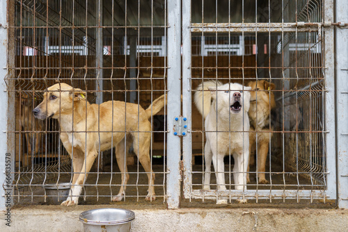 Dog in a dog shelter. Background with selective focus and copy space