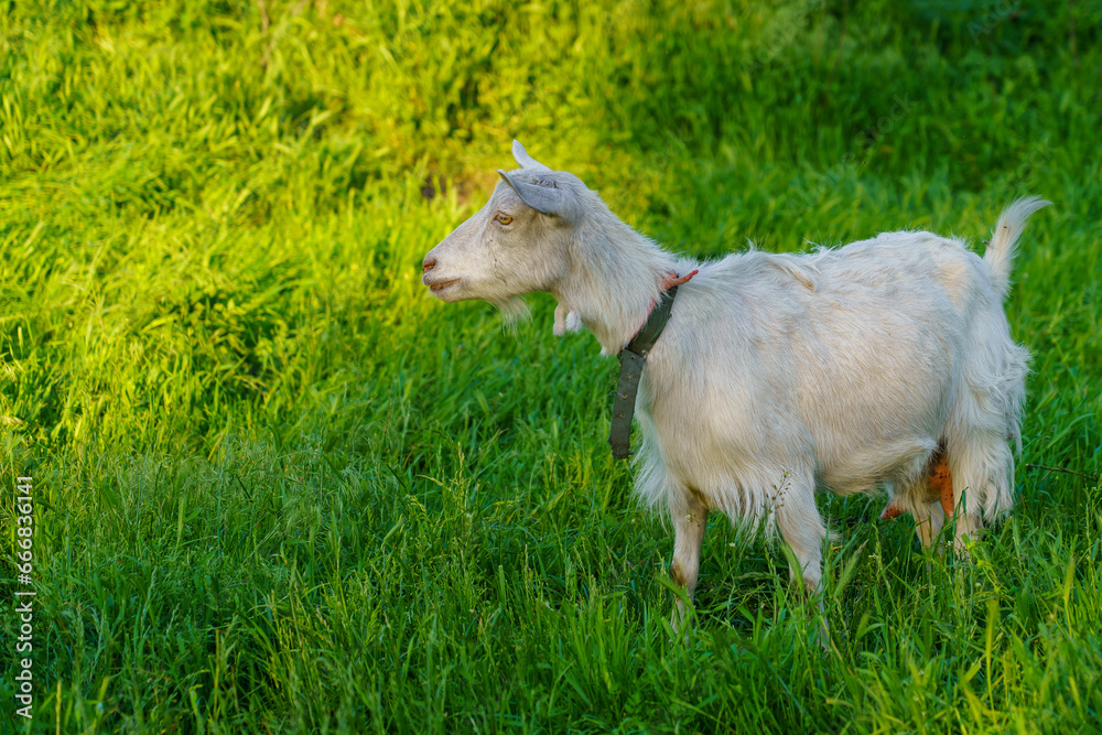 Goats in the village. Background with selective focus and copy space Goats in the village. Background with selective focus and copy space