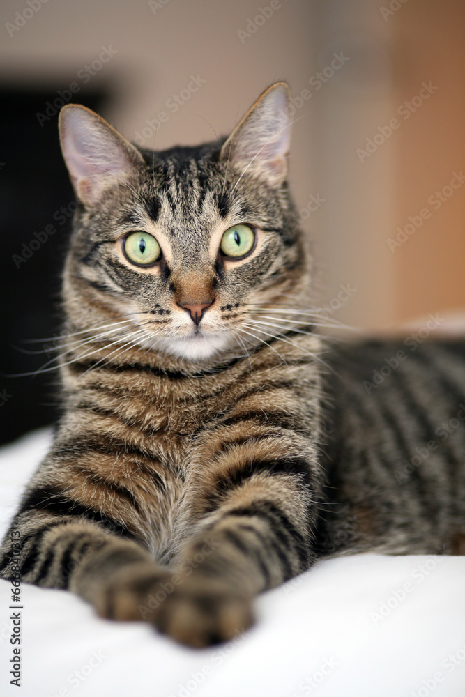 brown tabby cat sitting on bed