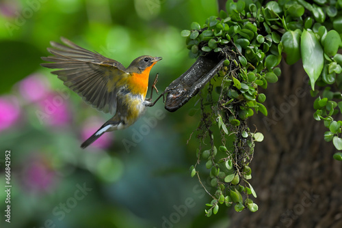 bird in flight photo