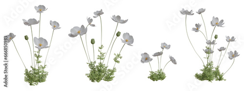 Set of flowers isolated. White anemone. 3D illustration.