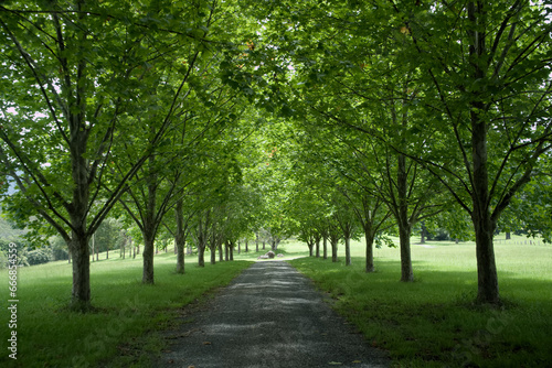 Tree-lined road